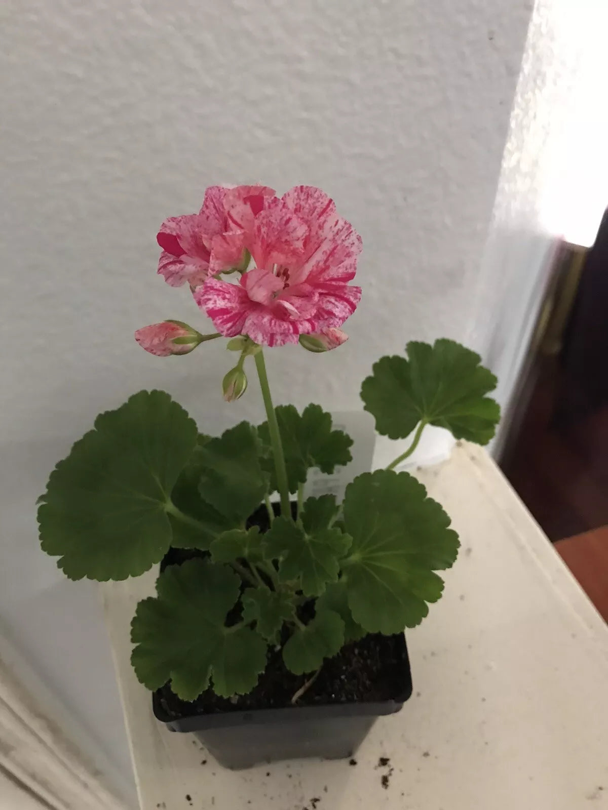 Geranium Ivy Plug 8 Oz Great Balls of Fire Pink Pelargonium peltatum | Indoor/Outdoor Trailing Plant for DIY Planters