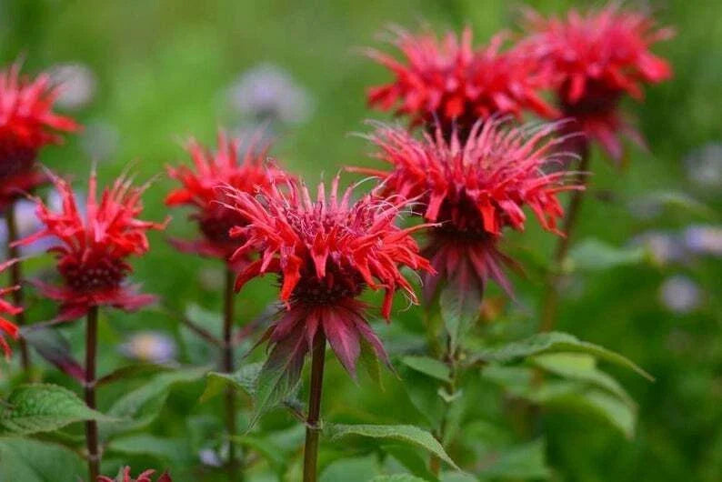 Red Bee Balm Seeds - 100 Pack - Monarda didyma - Hummingbird Flower - Attract Pollinators & Bright Red Blooms