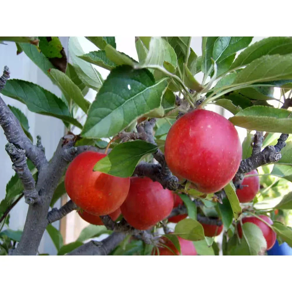 Dwarf Fuji Apple Tree Bare Root - Compact Malus domestica - Easy to Grow Fruit Tree for Home Garden, Perfect for Small Spaces