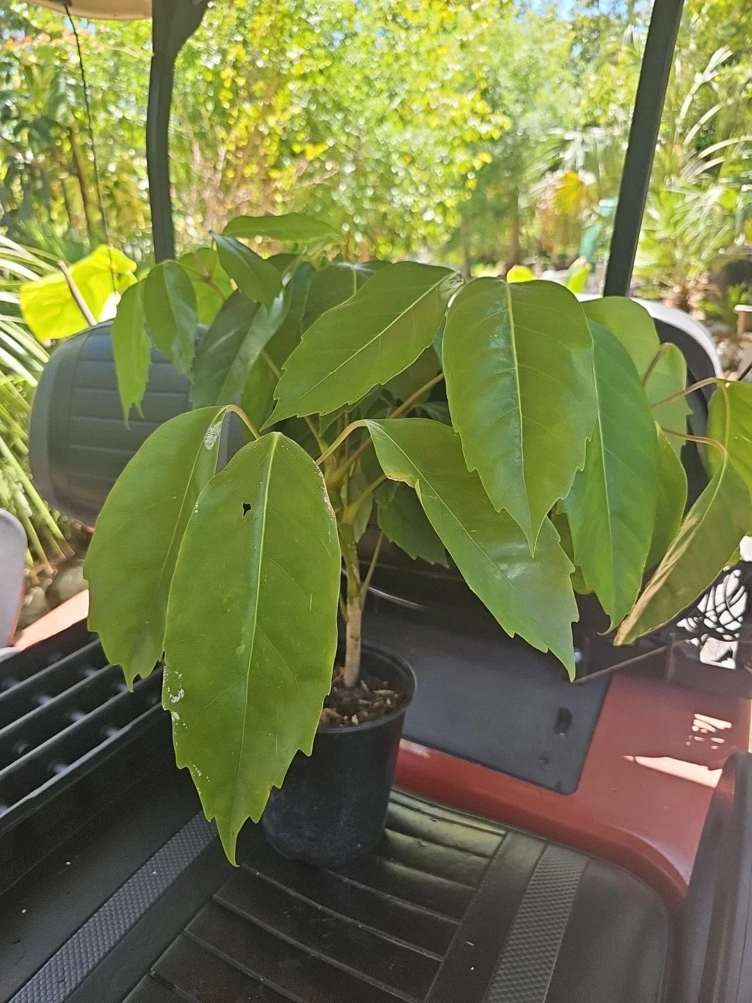 Large Umbrella Tree Plant 4FT - Schefflera Octopus (Actinophylla Amate) Indoor Houseplant for Home Decor