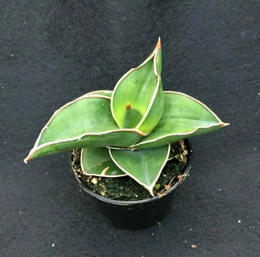 Sansevieria Ehrenbergii 'Samurai Dwarf' Rooted Plant 2" Pot - Compact Indoor Plant with Sword-Like Leaves