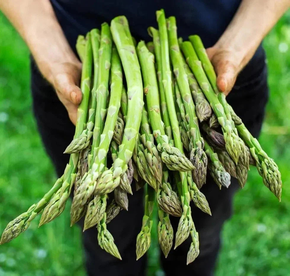 Asparagus Seeds - 100+ Heirloom Organic Mary Washington - Non-GMO - Asparagus officinalis - Vegetable Gardening