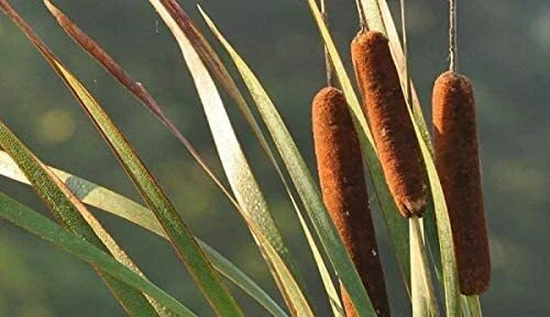 Cattail Seeds for Planting, 500 Count, Aquatic Plant Seeds, Typha latifolia, Wildlife-Friendly Wetland Garden Decor