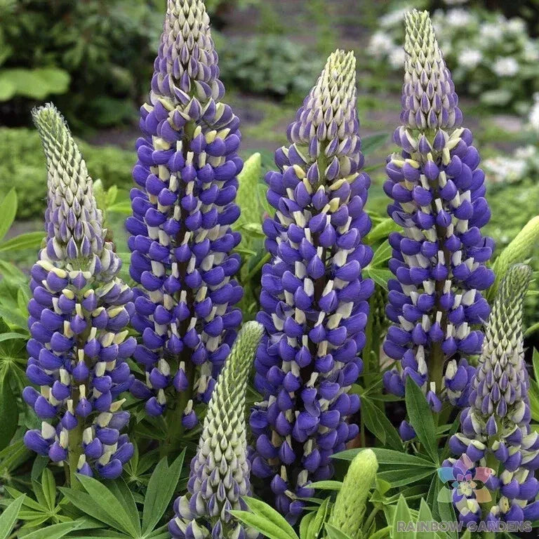 Lupine Seeds 25+ Pack - Blue Flowering Governor - Lupinus polyphyllus - Ideal for USA Garden Planting