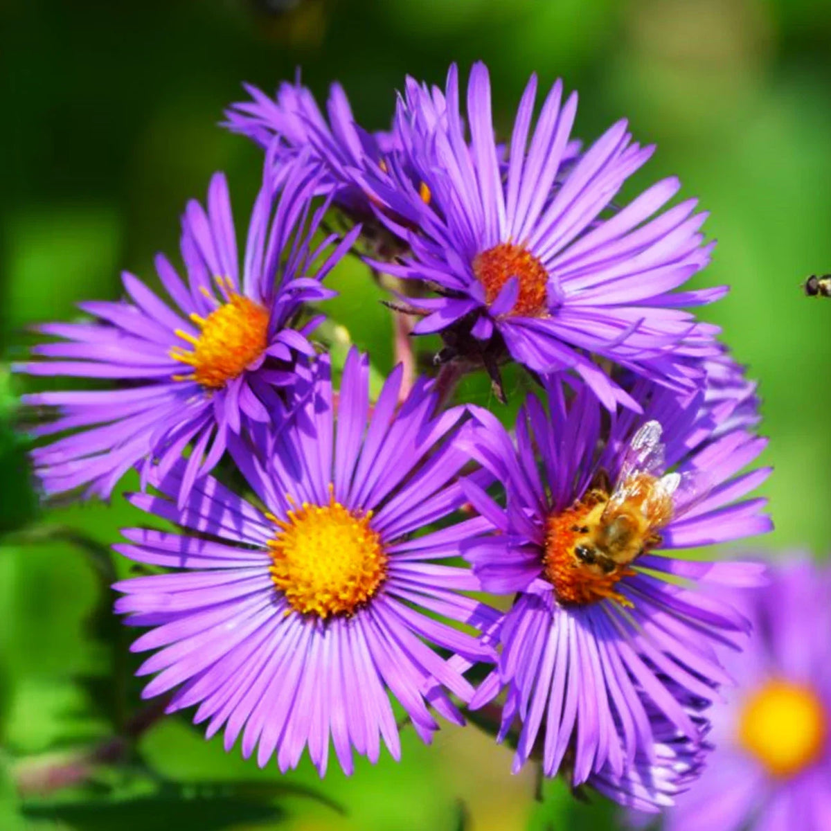 Tahoka Daisy Seeds | Wildflower Seed Pack | Purple Prairie Tansy Leaf Aster | Dymondia margaretae | 2025 Quality Heirloom Seed