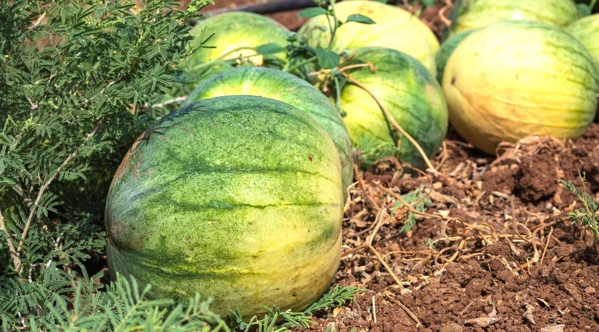 Big Tasty Seedless Watermelon Seeds - 50+ Premium Seeds for Planting - Citrullus lanatus - Non-GMO, Ideal for Home Gardens