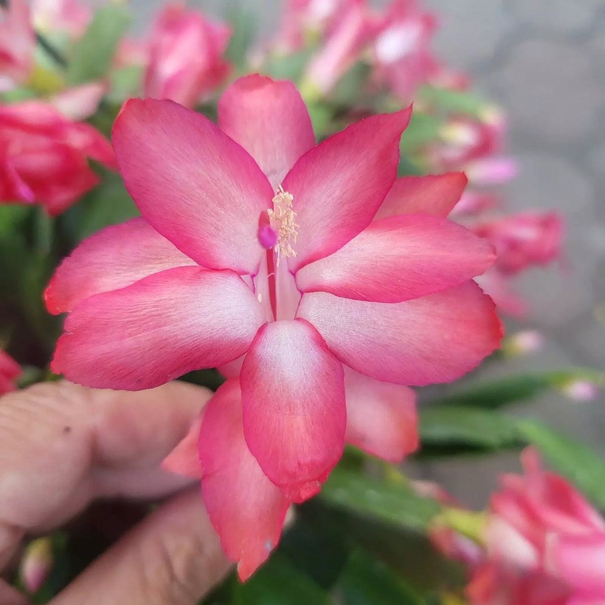 3 Cuttings Jungle Holiday Cactus Thor Keri Schlumbergera Truncata for Propagation - Vibrant Indoor Plant Decor