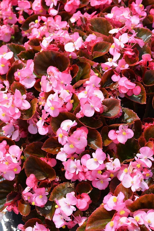 Begonia Seeds 1000 Count Cocktail Gin Variety, Begonia spp., Perfect for Container Gardening and Shaded Areas