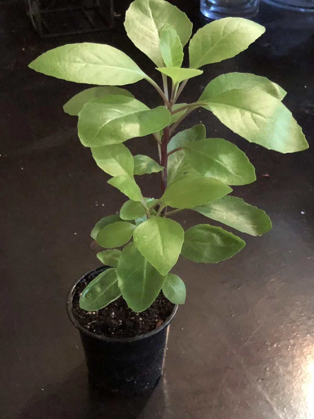 Longevity Spinach Plant - 4-6" Potted Perennial Edible - Gynura Procumbens - Nutritious Indoor/Outdoor Garden Herb