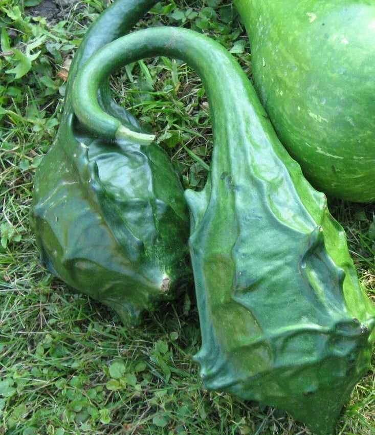 Caveman's Club Dinosaur Maranka Squash Seeds - 10 Non-GMO Seeds - Cucurbita maxima - Unique Gourd Shape - USA Seller