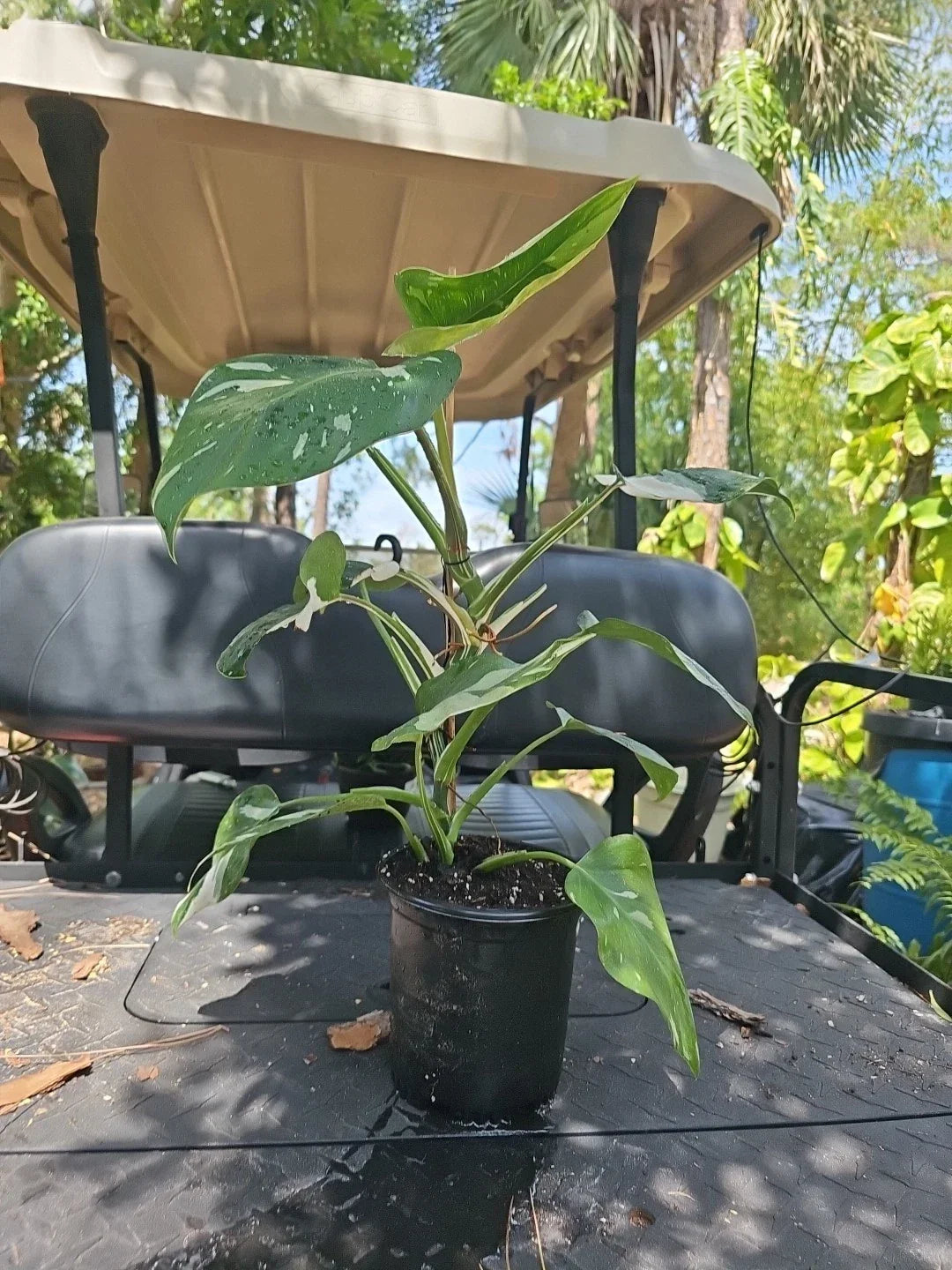 XL Philodendron White Wizard Plant 6" Pot Variegated Foliage Philodendron 'White Wizard' Indoor Houseplant
