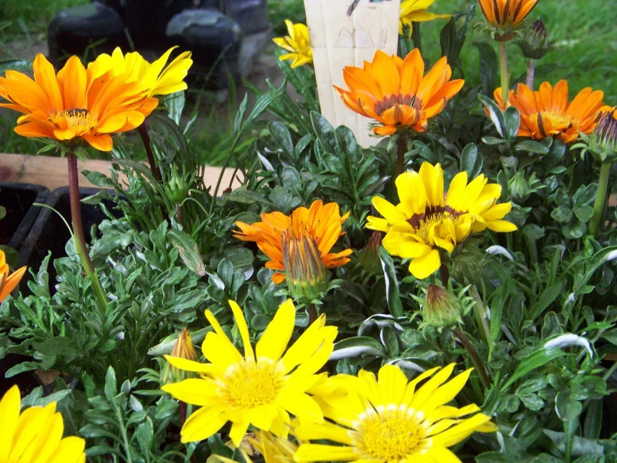 40 Seeds Gazania Sunshine Mix Perennial Flowers, Vibrant Blooms, Gazania rigens, Drought-Tolerant, Pollinator Friendly