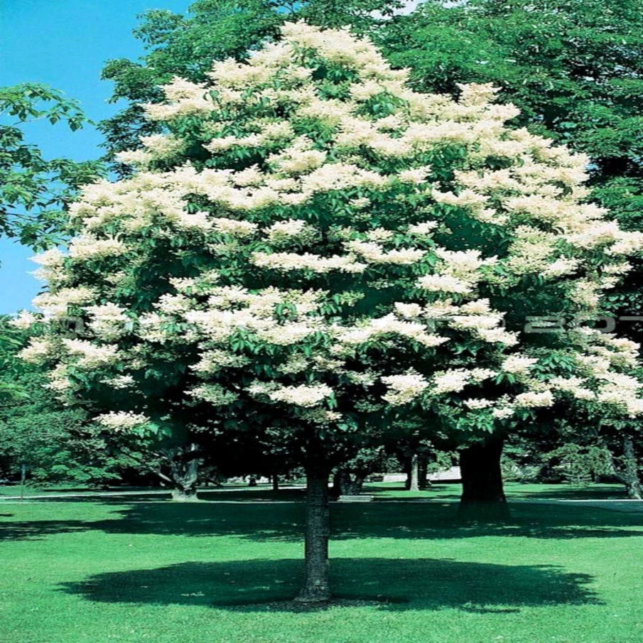 Japanese White Lilac Tree Seeds - Syringa reticulata - Cold Hardy Flowering Plant for Butterflies & Hummingbirds