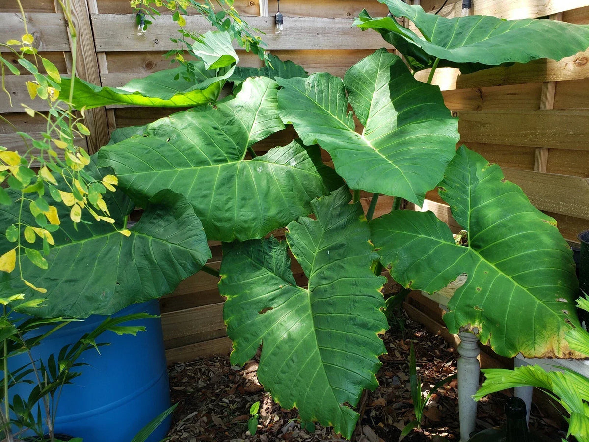 Giant Alocasia Plant 4" Pot Taro Gigantea Elephant Ear Live Plant Alocasia colocasia