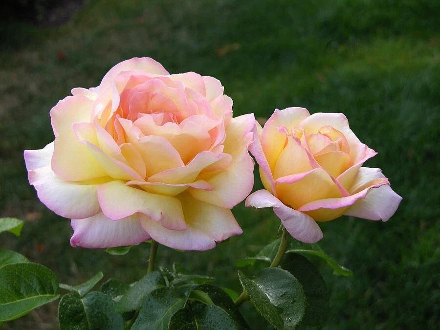 Peace Rose Cuttings for Rooting - Rosa 'Peace' - Healthy Plant Propagation for Home Gardening and Landscaping