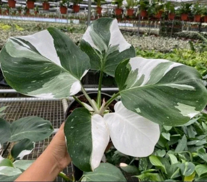 Philodendron Cutting 1 Leaf/Node White Princess Variegated Philodendron erubescens with Bonus Gift