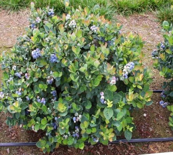 Dwarf Blueberry Plant 1 QT Top Hat Variety Vaccinium corymbosum Live Plant in Fabric Grow Bag for Garden or Patio