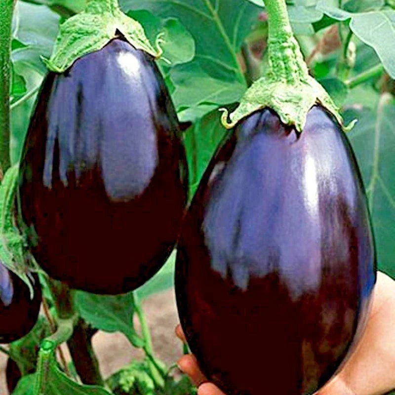 Black Beauty Eggplant Seeds - 101+ Organic Heirloom Seeds for Container Gardening - Solanum melongena
