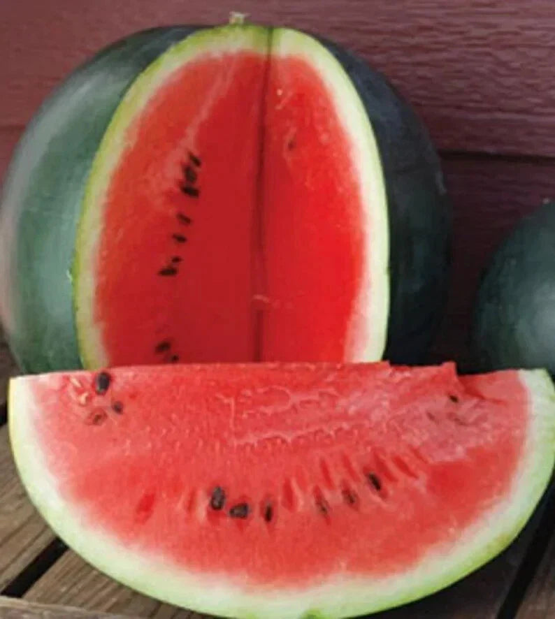 Organic Sugar Baby Watermelon Seeds - 50 Pack - Non-GMO Heirloom - Citrullus lanatus - USA Grown for Home Gardening