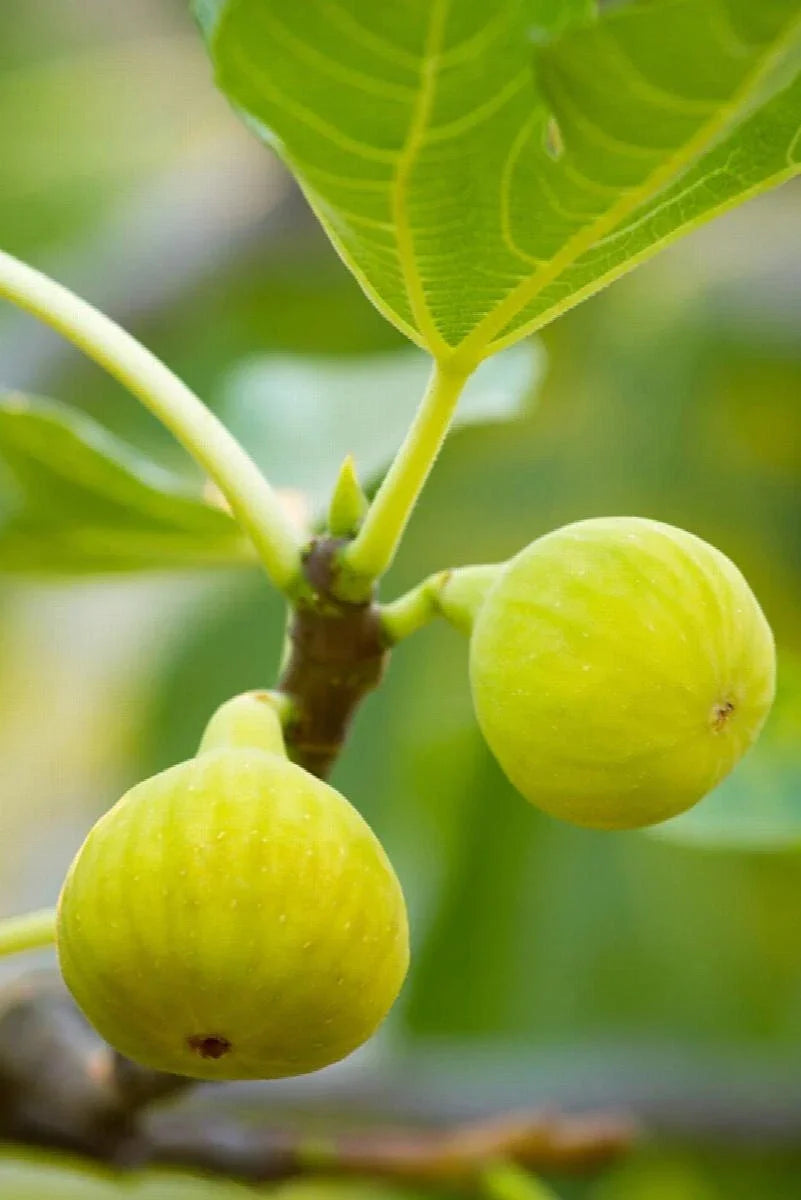 Desert King Fig Cuttings - 2 Stem Cuttings with Willow Water for Rooting - Ficus carica 'Desert King'