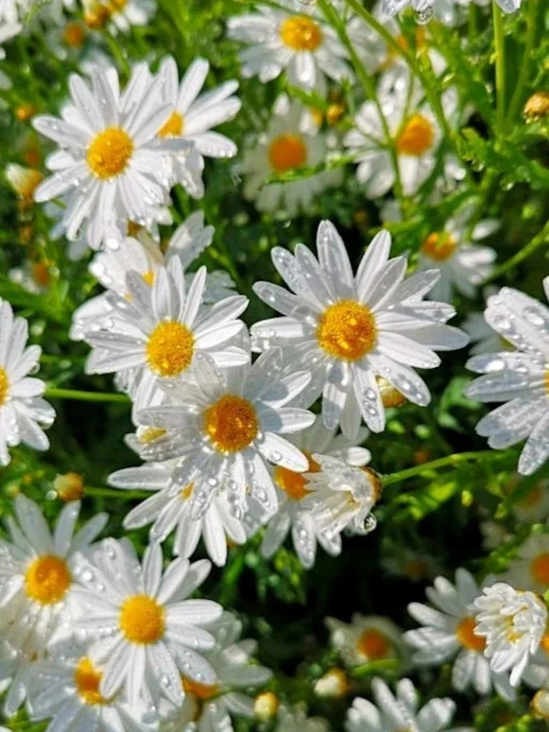 Shasta Daisy Seeds 100+ Pack Organic Heirloom Leucanthemum × superbum USA Grown Perennial Pollinator-Friendly Flowers