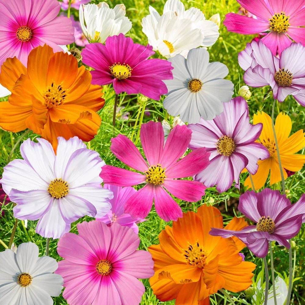 Cosmos Flower Seed Mix, 10 Colorful Varieties, Annuals, Cosmos bipinnatus, Non-GMO Garden Seeds