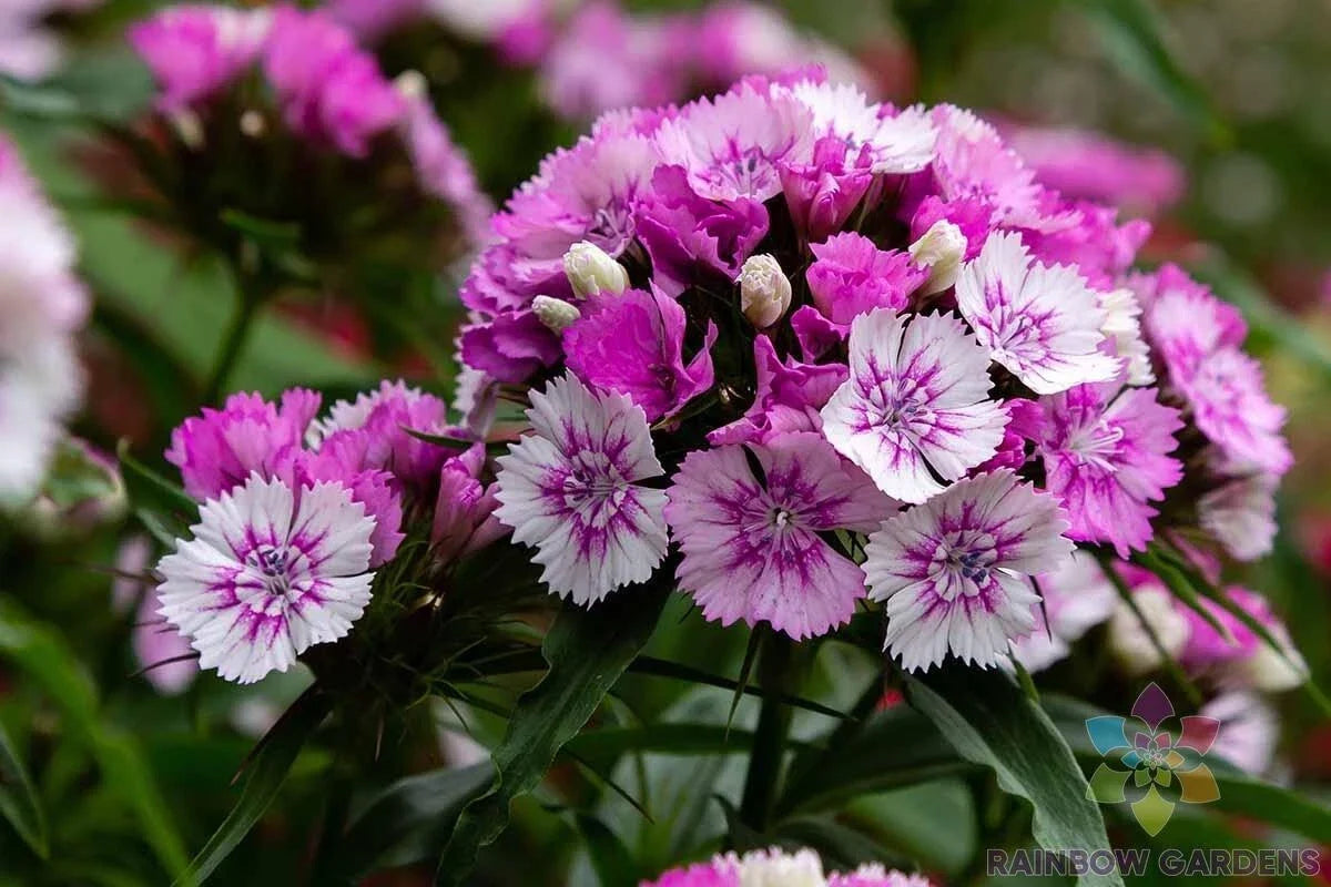 Sweet William Carnation Seeds 200+ Pack - Dianthus barbatus - Non-GMO, USA Grown, Vibrant Colors for Garden Planting