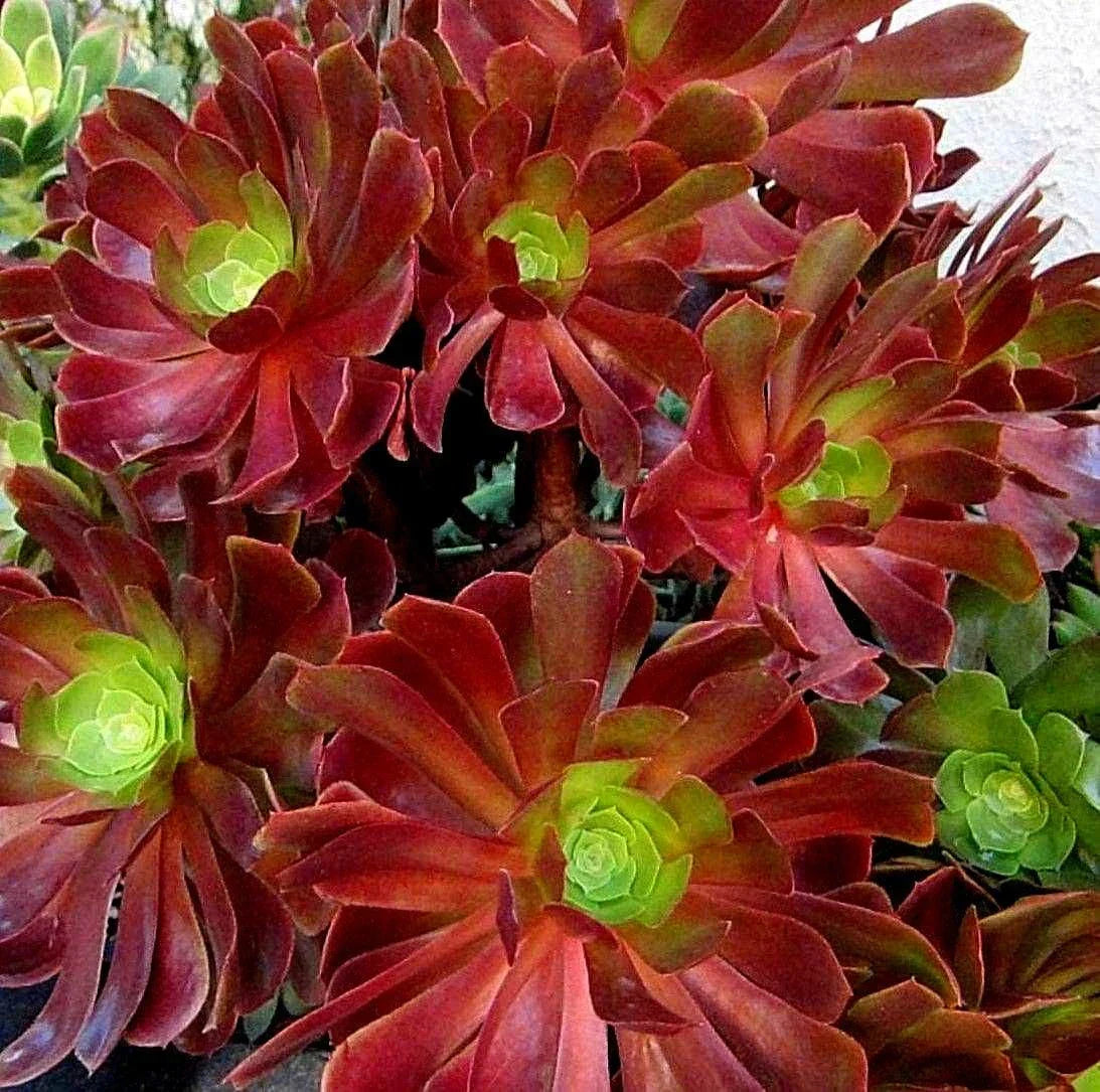 Large Succulent Cutting - Aeonium VELOUR - Unique Variegated Leaves - Drought-Tolerant - Perfect for Indoor Garden Decor