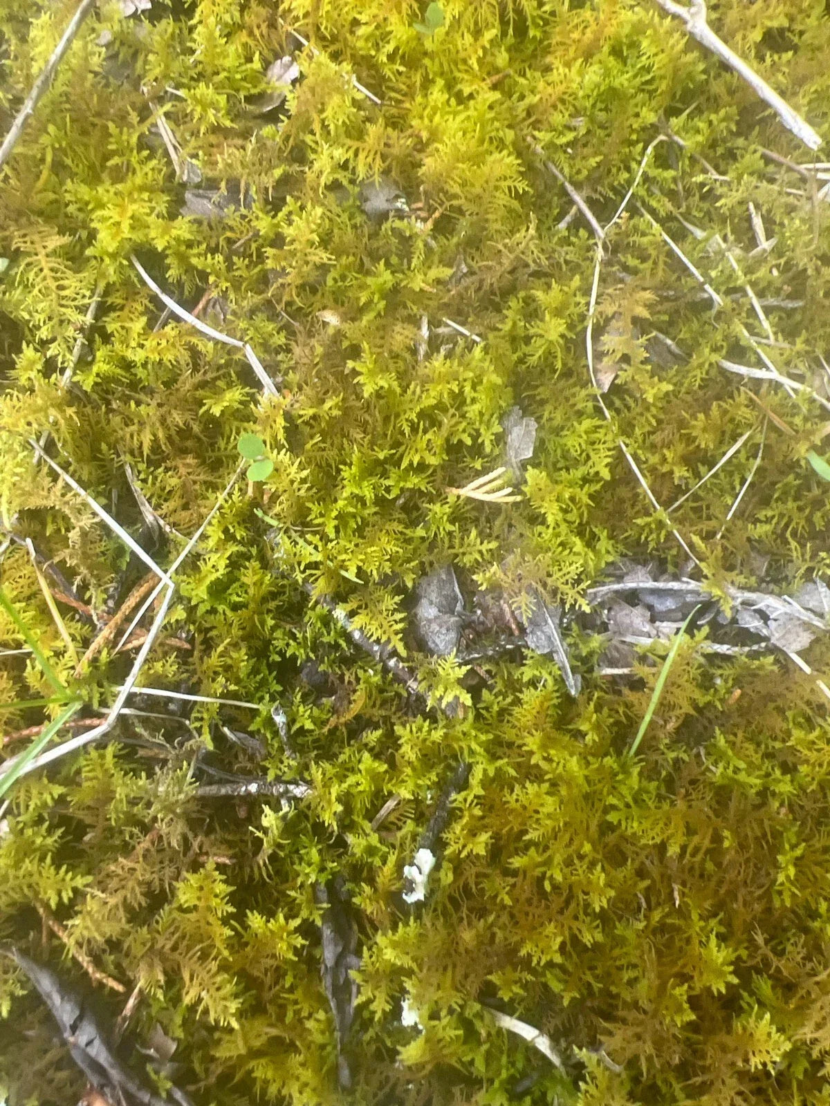 Live Staghorn Moss | Freshly Harvested | Tennessee Moss | Plagiochila spp. | Ideal for Terrariums & Reptile Habitats