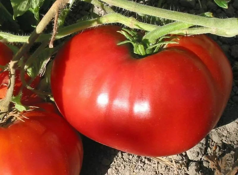 Non-GMO Tomato Seeds - Beefsteak Variety - Heirloom - Solanum lycopersicum - Delicious Flavor for Home Gardening