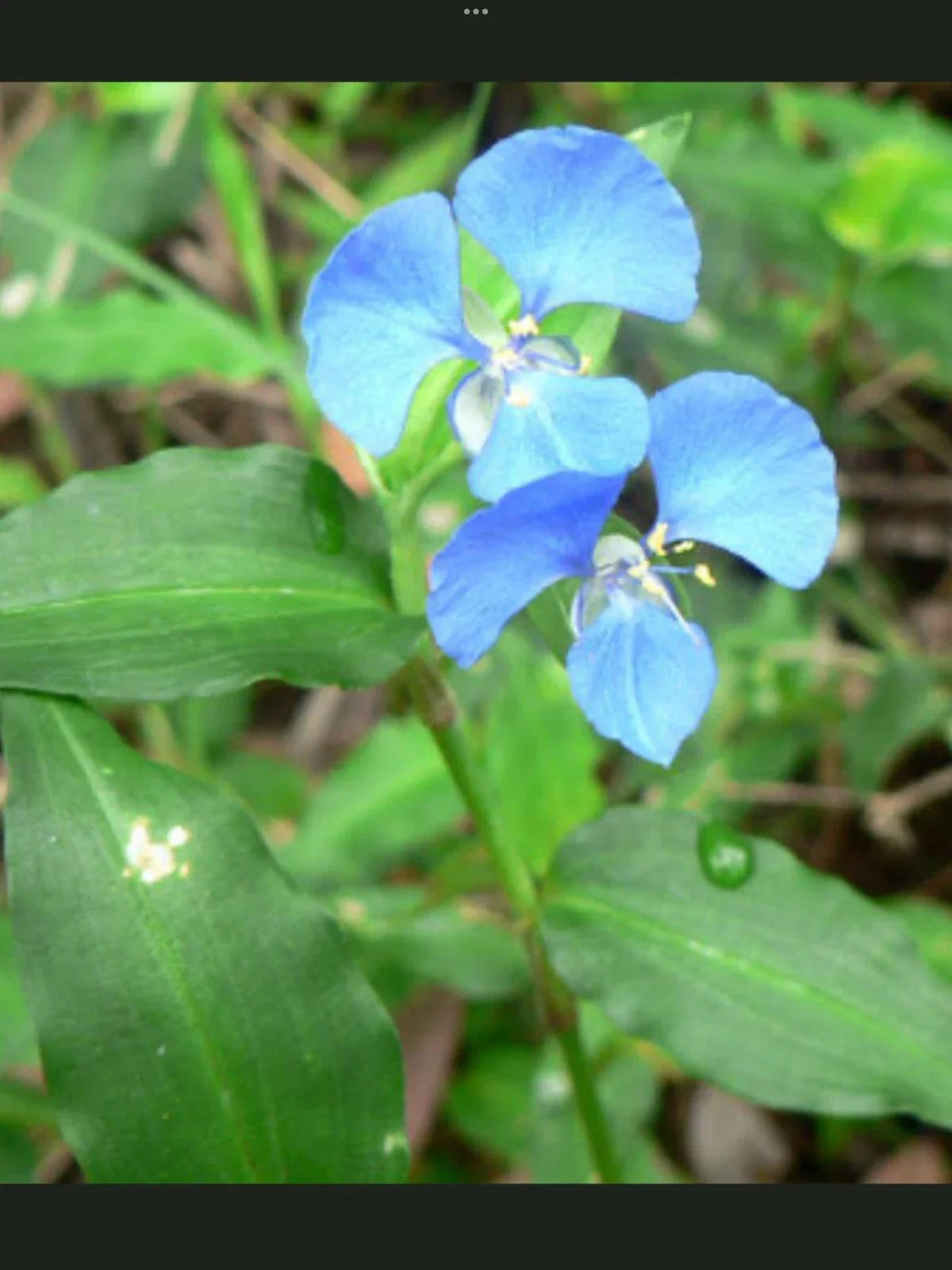 Blue Wandering Jew Day Lily Plants - 5 Bare Rooted Plants - Vibrant Blue Foliage - Tradescantia zebrina