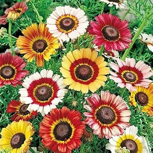 Painted Daisy Flower Seeds - 100 Count - Chrysanthemum Variety - Chrysanthemum carinatum - Vibrant Multi-Colored Blooms
