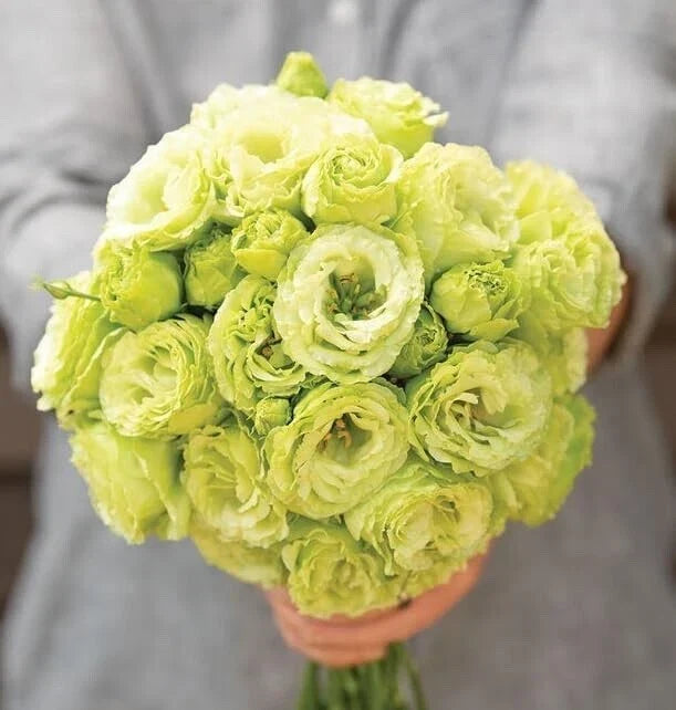 Lisianthus Flower Seeds - 20 Pelleted Clear Green Rosanne 2 - Eustoma grandiflorum - Ruffled Petals for Garden & Bouquets
