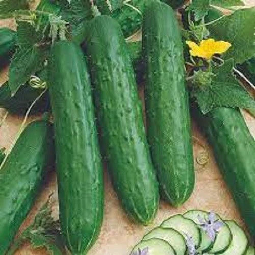 Heirloom Cucumber Seeds - Spacemaster Bush Variety - Cucumis sativus - Ideal for Container Gardening, Non-GMO, High Yield
