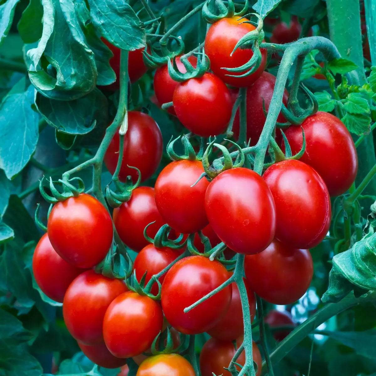 Heirloom Organic Cherry Tomato Seeds - 50+ Non-GMO Sweet Seeds - Solanum lycopersicum - Perfect for Home Gardening