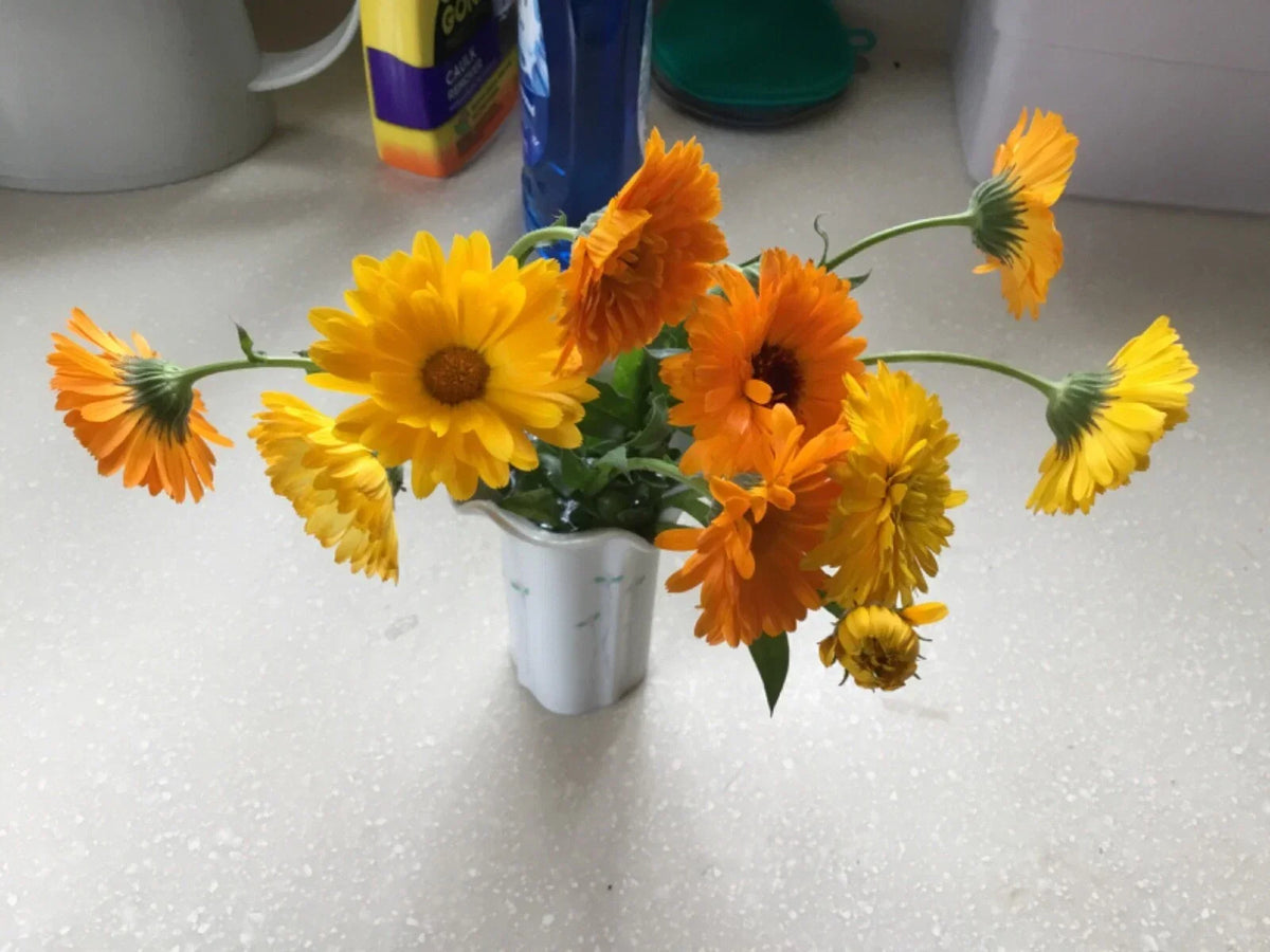 Calendula Seeds - Various Colors and Forms - Calendula officinalis - Easy to Grow, Attracts Pollinators, Edible Flowers