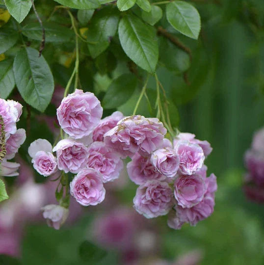 Heirloom 7 Sisters Rose Bushes 2-Pack Pink Climbing Plants (Rosa) - Vibrant Fragrant Blooms for Garden Decor