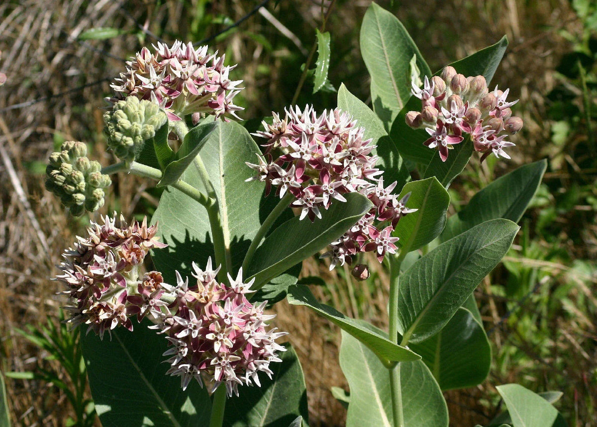 Showy Pink Milkweed Seeds - 60 Count - Asclepias speciosa - Attract Butterflies - Native Pollinator Garden Plant
