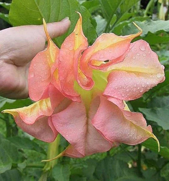 Angel Trumpet Seeds - 10 Pack - Double Yellow Orange - Brugmansia Datura - Fragrant Flowers for Garden & Landscape