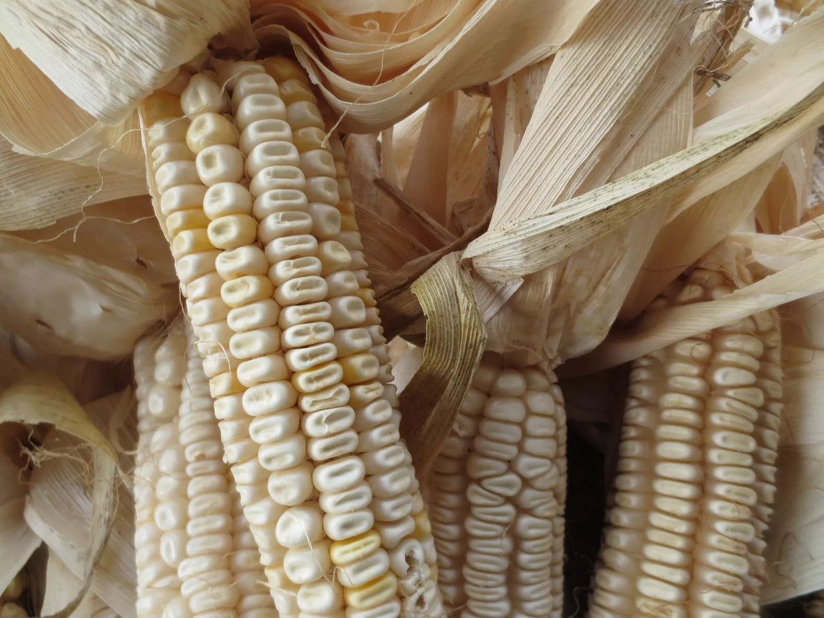 Hickory King White Corn Seeds - 20 Non-GMO Heirloom Seeds - Zea mays - Open Pollinated Variety for Culinary Uses
