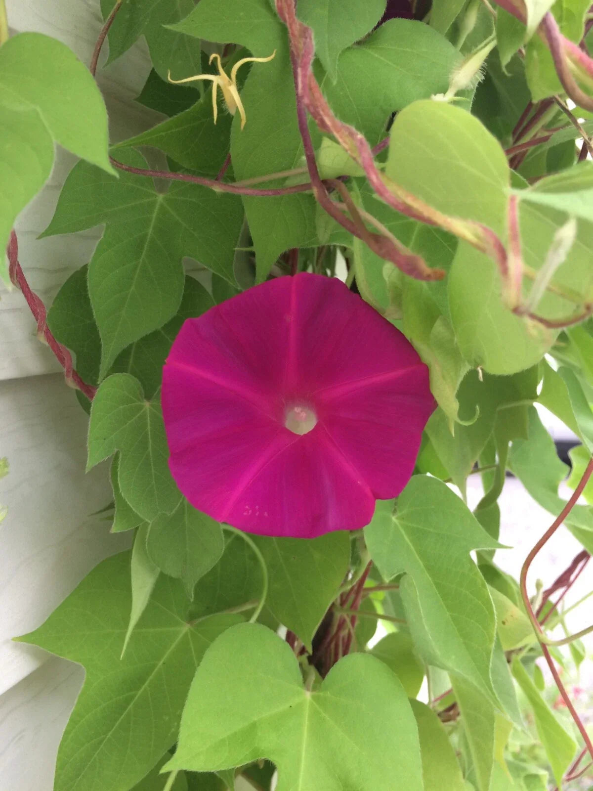 Morning Glory Seeds - Pack of 20 Dark Pink Flowers - Ipomoea purpurea - Vibrant Garden Vines, Attracts Pollinators