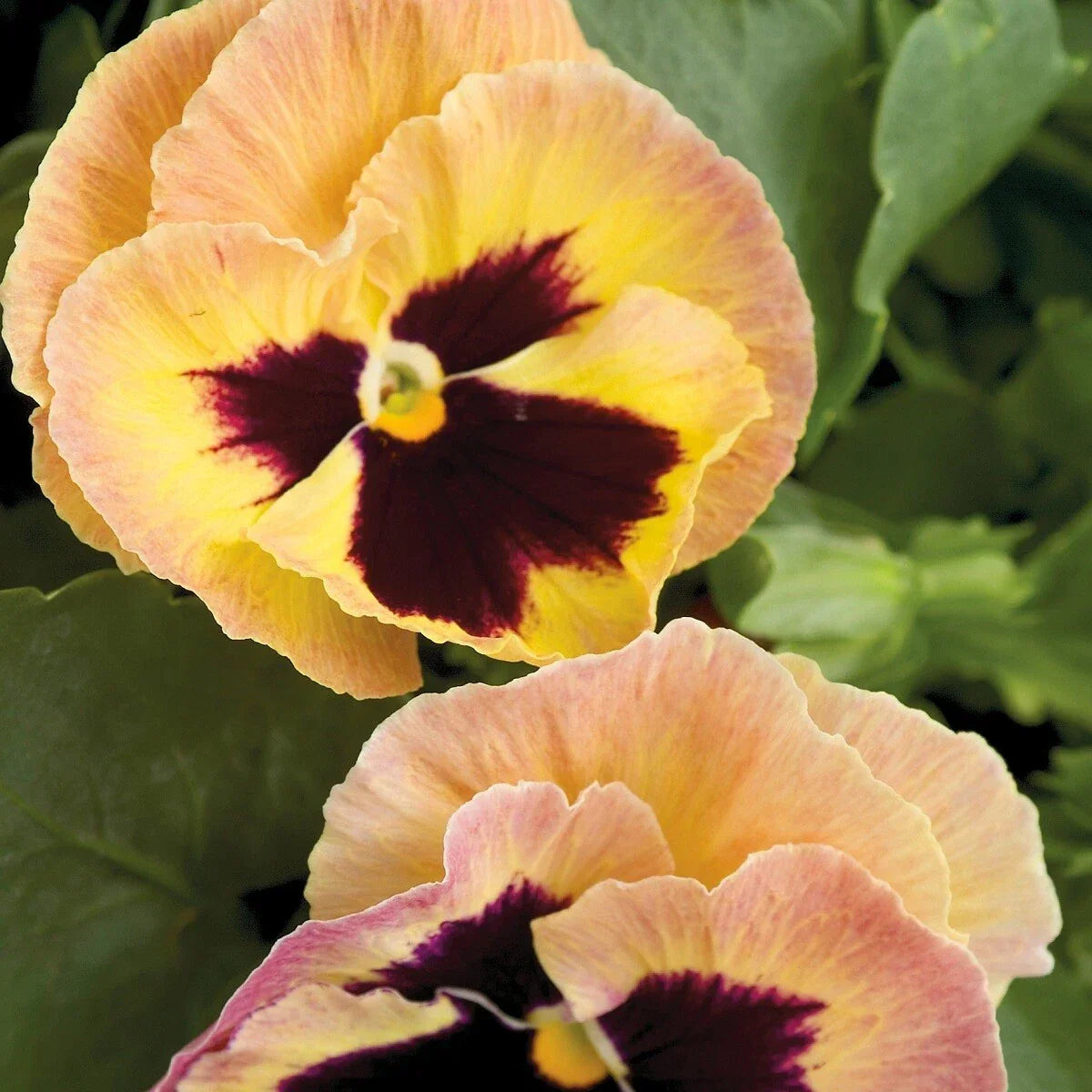 Pansy Seeds - 50 Count Majestic Giant Blotch Sherry - Viola wittrockiana - Non-GMO, Easy to Grow Flower Seeds for Garden