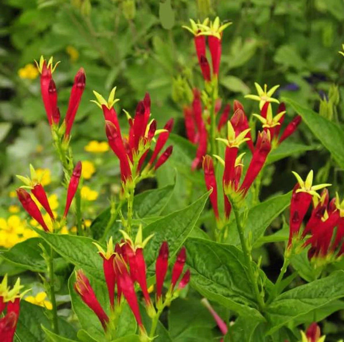 Indian Pink Bare Root Live Plant - Vibrant Pink Flowers - Spigelia Marilandica - Perennial for Shaded Gardens