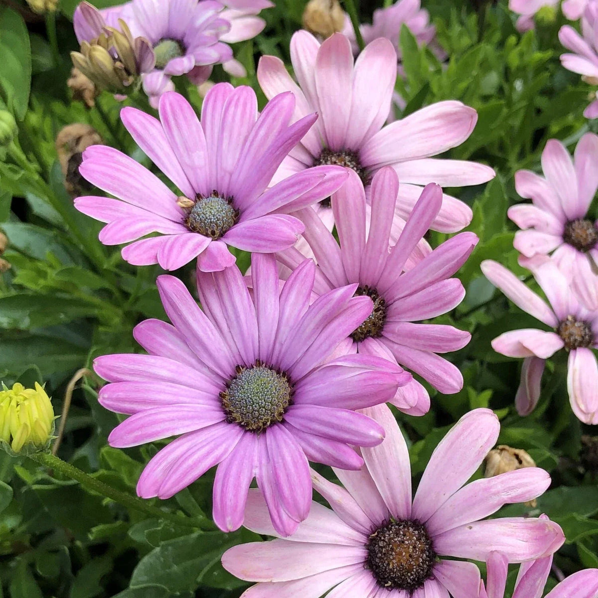 Cape Daisy Seeds - 200+ Light Purple - Dimorphotheca sinuata - Garden Planting - USA