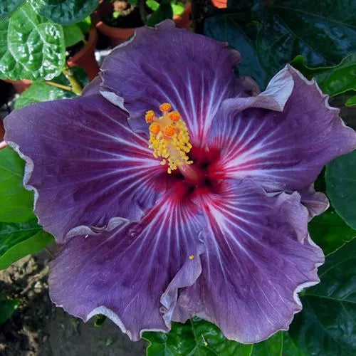Purple Hibiscus Seeds - 20 Perennial Flower Seeds - Hibiscus rosa-sinensis - Vibrant Purple Blooms for Garden or Container
