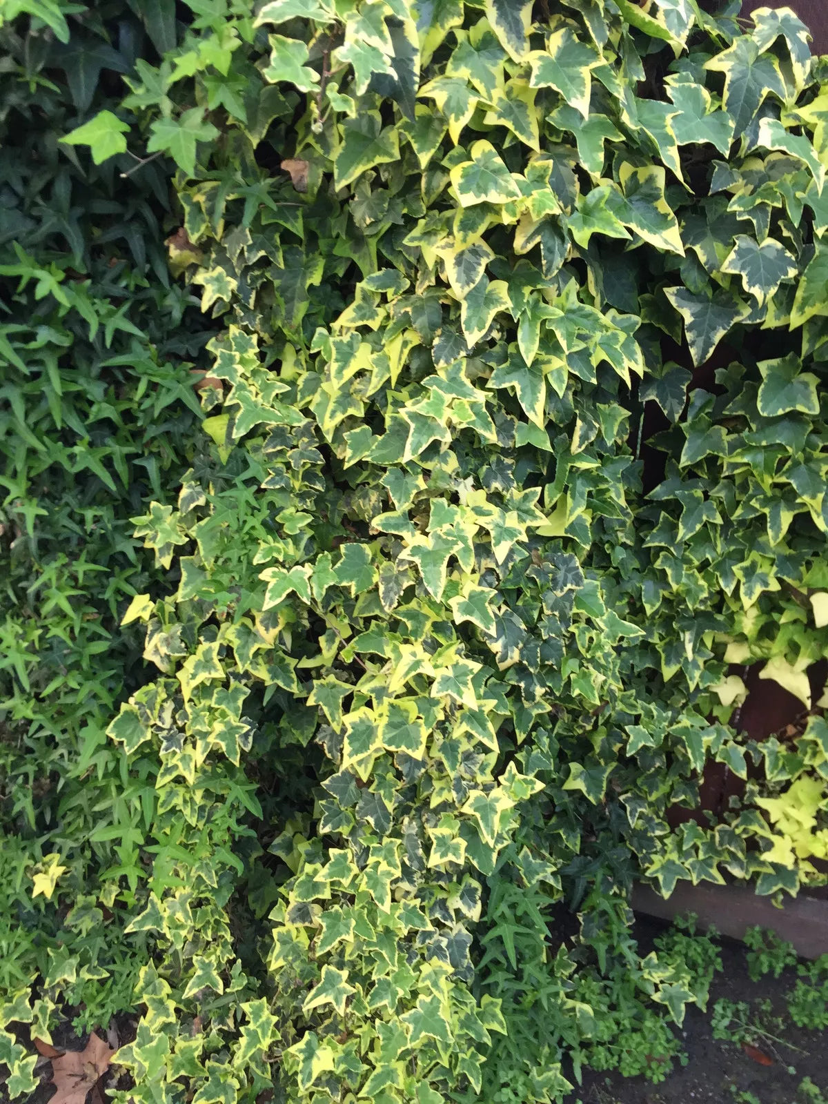 Organic Variegated Ivy Cuttings - Live Plant Cuttings - Hedera helix - California USA - Green & Cream Leaves