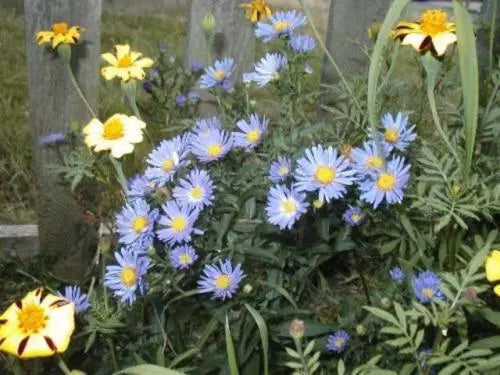 Aster Seeds 215 Count New England Aster Mix Symphyotrichum novae-angliae Wildflower Garden Seed Mix for Planting
