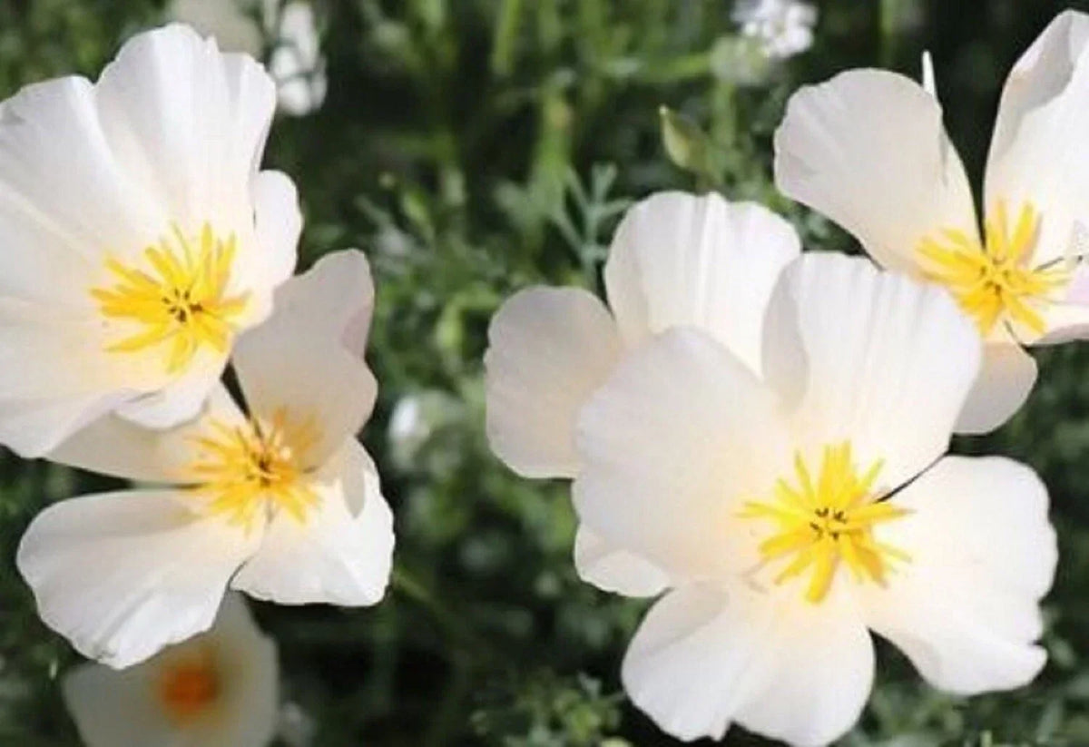 California Poppy Seeds - 200 Count - Ivory Castle - Eschscholzia californica - Non-GMO, Easy to Grow, Attracts Pollinators