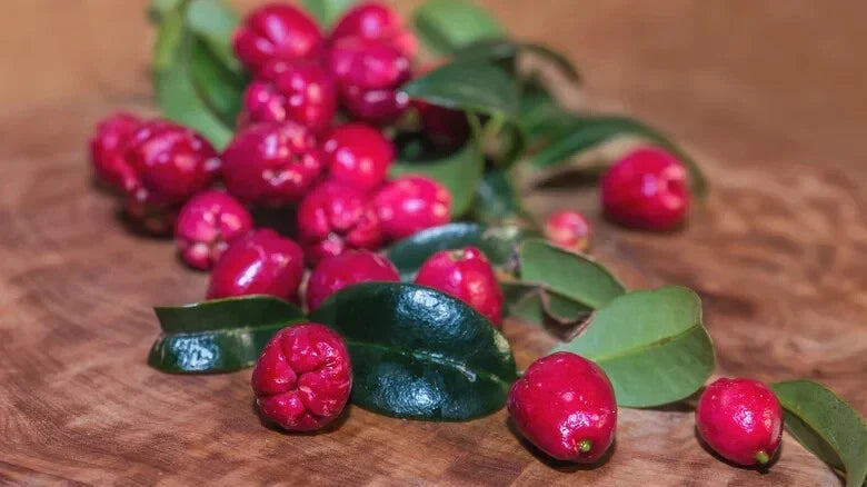 Magenta Cherry Seeds - 10+ Pack - Prunus cerasus - USA Grown - High Germination Rate for Garden Planting