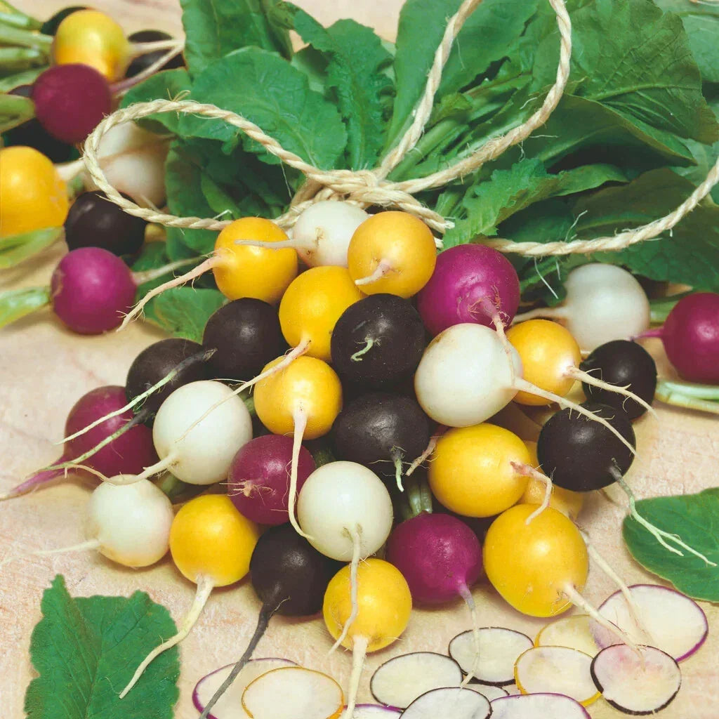 Halloween Mix Radish Seeds - 500+ Count Organic Raphanus sativus - Fast Germination, USA Grown, Unique Colors for Garden Planting